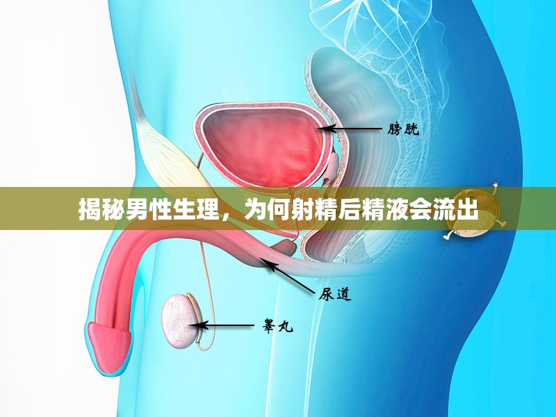 揭秘男性生理，為何射精后精液會流出