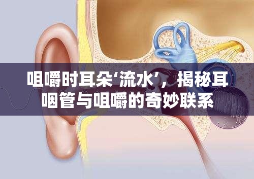 咀嚼時耳朵‘流水’，揭秘耳咽管與咀嚼的奇妙聯(lián)系