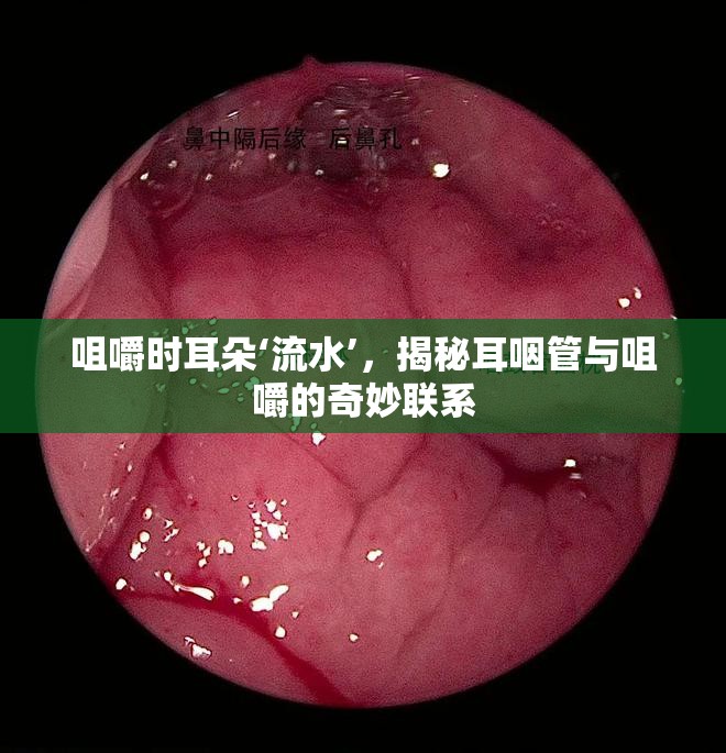 咀嚼時耳朵‘流水’，揭秘耳咽管與咀嚼的奇妙聯(lián)系
