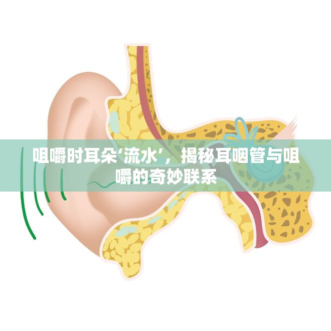 咀嚼時耳朵‘流水’，揭秘耳咽管與咀嚼的奇妙聯(lián)系