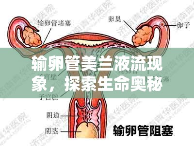 輸卵管美蘭液流現(xiàn)象，探索生命奧秘的深度解析