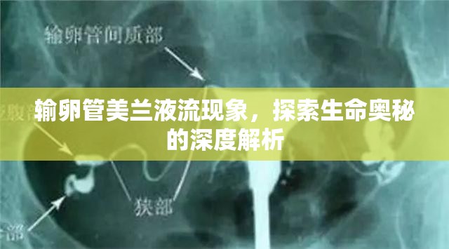 輸卵管美蘭液流現(xiàn)象，探索生命奧秘的深度解析