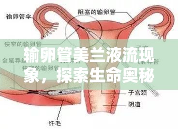 輸卵管美蘭液流現(xiàn)象，探索生命奧秘的深度解析