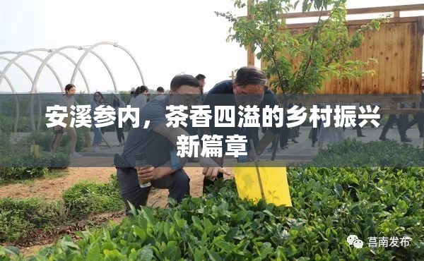 安溪參內(nèi)，茶香四溢的鄉(xiāng)村振興新篇章