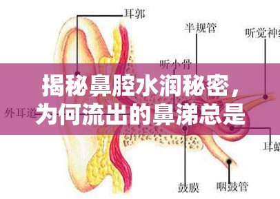 揭秘鼻腔水潤秘密，為何流出的鼻涕總是稀的
