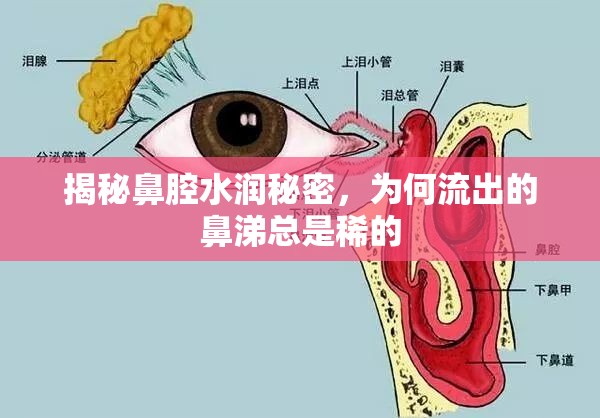 揭秘鼻腔水潤秘密，為何流出的鼻涕總是稀的