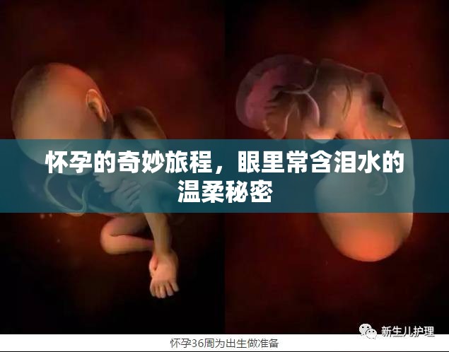 懷孕的奇妙旅程，眼里常含淚水的溫柔秘密