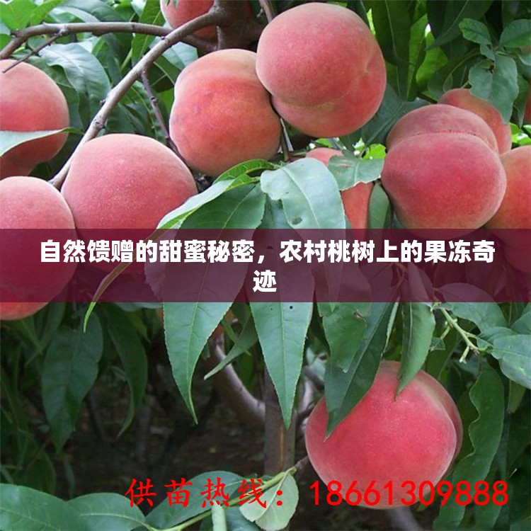 自然饋贈的甜蜜秘密，農(nóng)村桃樹上的果凍奇跡