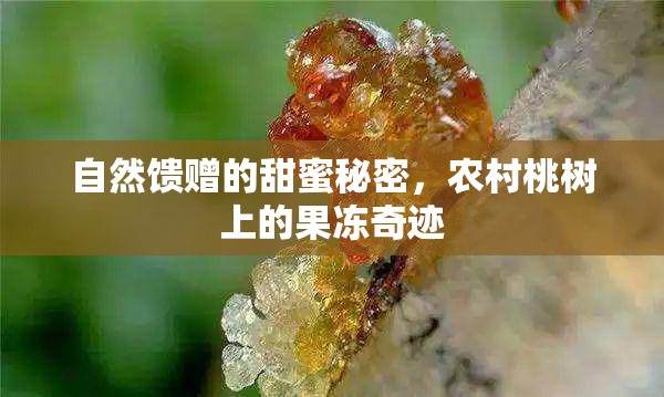 自然饋贈的甜蜜秘密，農(nóng)村桃樹上的果凍奇跡