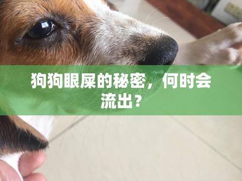 狗狗眼屎的秘密，何時(shí)會(huì)流出？