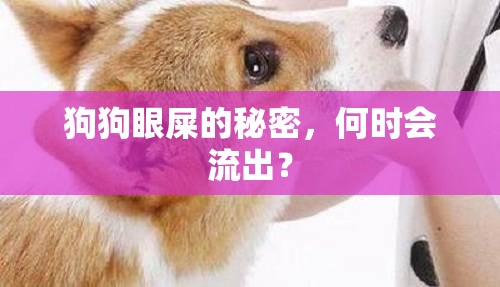 狗狗眼屎的秘密，何時(shí)會(huì)流出？