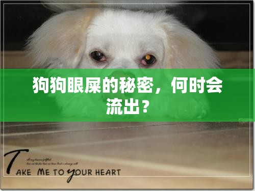 狗狗眼屎的秘密，何時(shí)會(huì)流出？