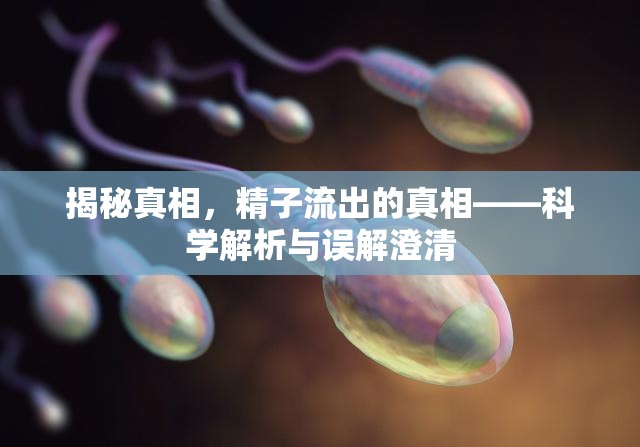揭秘真相，精子流出的真相——科學(xué)解析與誤解澄清