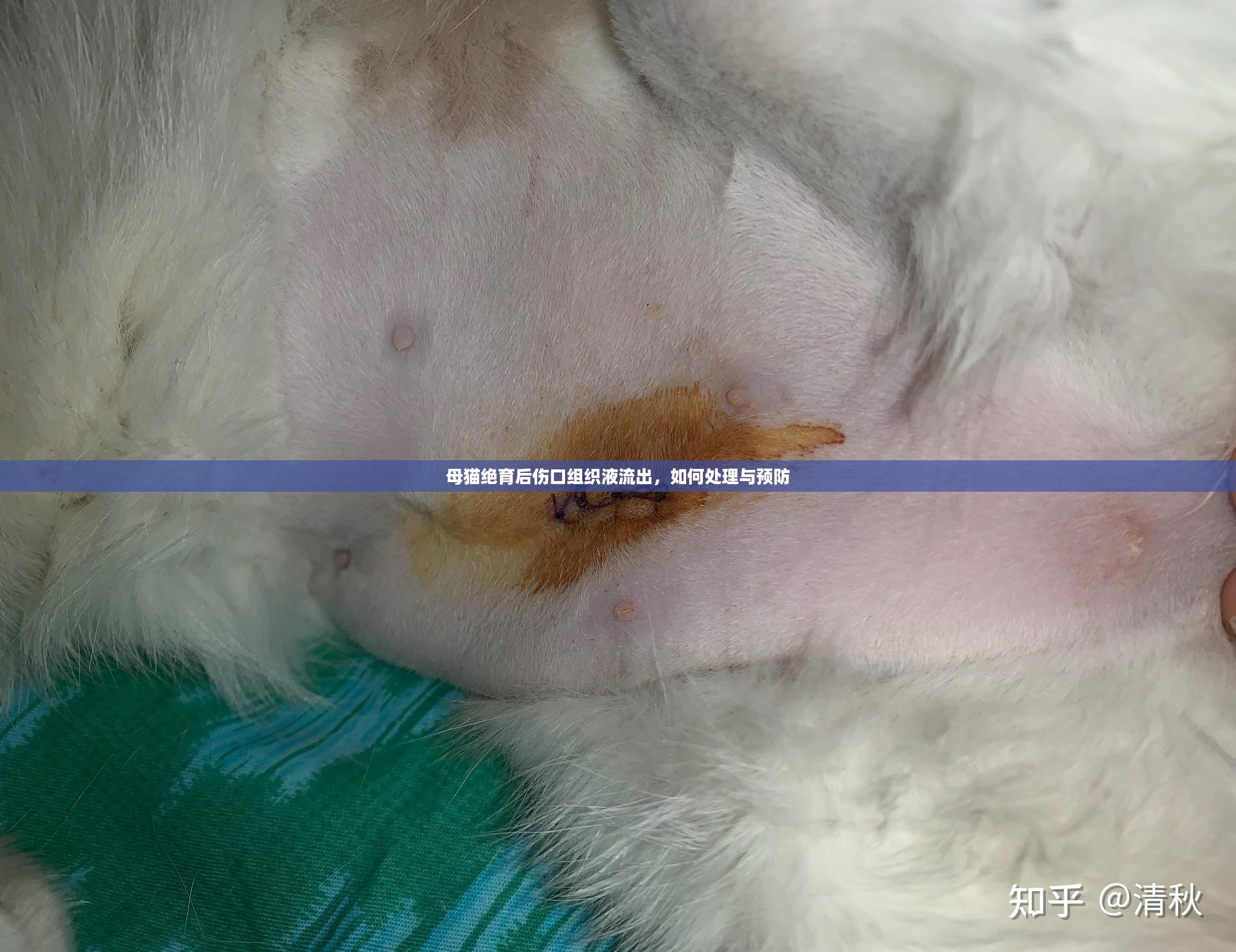 母貓絕育后傷口組織液流出，如何處理與預(yù)防