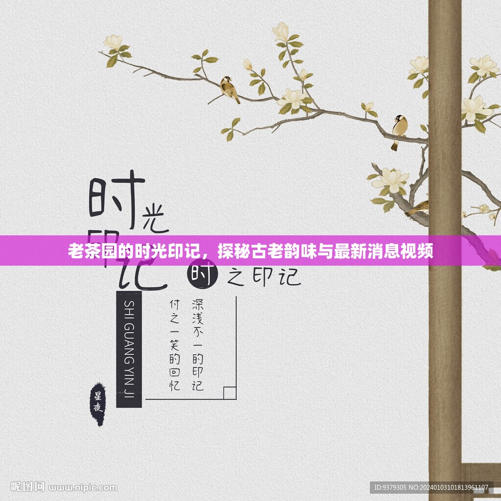 老茶園的時光印記，探秘古老韻味與最新消息視頻