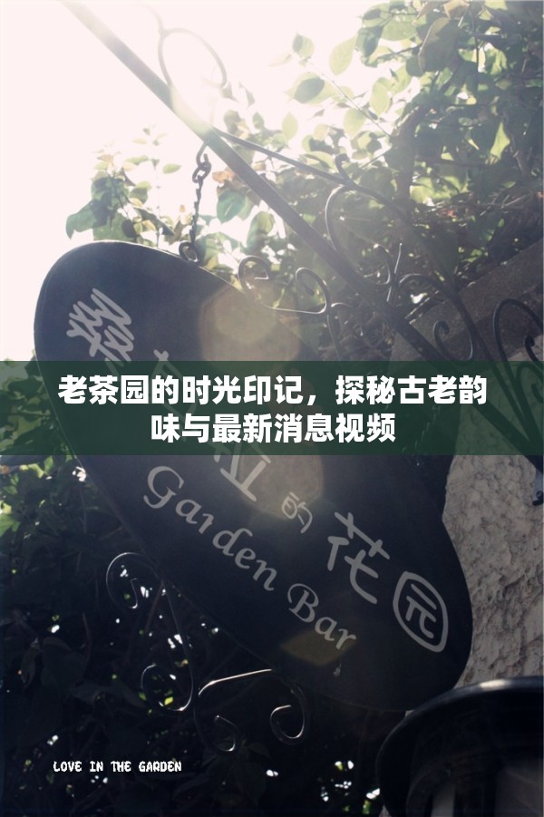 老茶園的時光印記，探秘古老韻味與最新消息視頻
