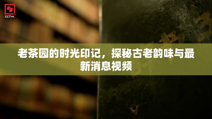 老茶園的時光印記，探秘古老韻味與最新消息視頻