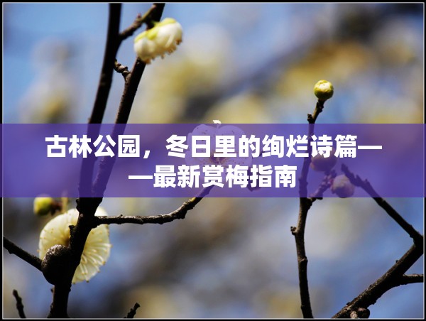 古林公園，冬日里的絢爛詩篇——最新賞梅指南