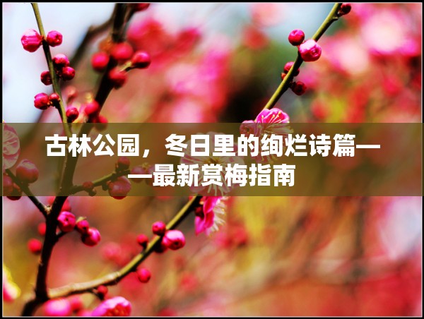 古林公園，冬日里的絢爛詩篇——最新賞梅指南