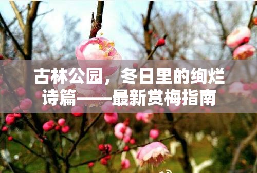 古林公園，冬日里的絢爛詩篇——最新賞梅指南