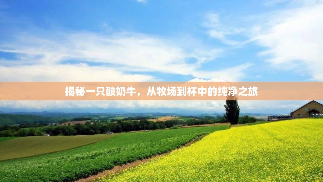 揭秘一只酸奶牛，從牧場到杯中的純凈之旅