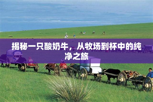 揭秘一只酸奶牛，從牧場到杯中的純凈之旅