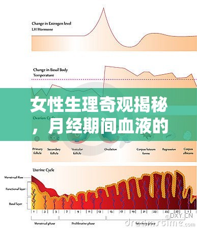 女性生理奇觀揭秘，月經(jīng)期間血液的流向與奧秘