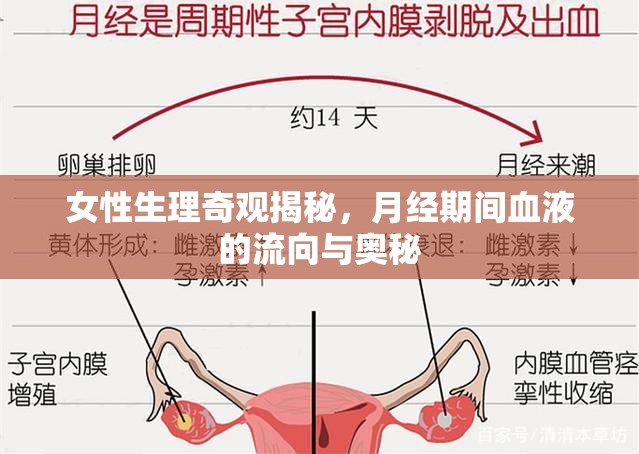 女性生理奇觀揭秘，月經(jīng)期間血液的流向與奧秘