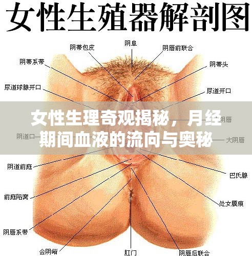 女性生理奇觀揭秘，月經(jīng)期間血液的流向與奧秘