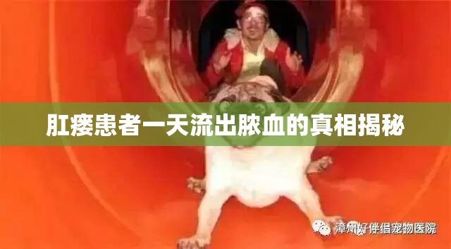 肛瘺患者一天流出膿血的真相揭秘