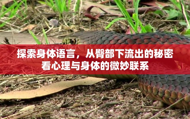 探索身體語言，從臀部下流出的秘密看心理與身體的微妙聯系