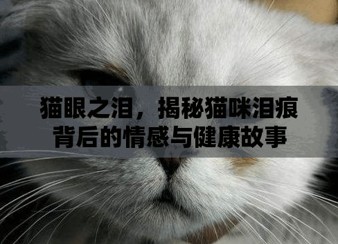 貓眼之淚，揭秘貓咪淚痕背后的情感與健康故事