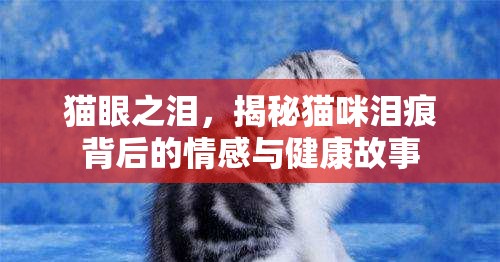 貓眼之淚，揭秘貓咪淚痕背后的情感與健康故事