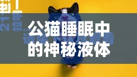 公貓睡眠中的神秘液體，愛寵健康的小秘密