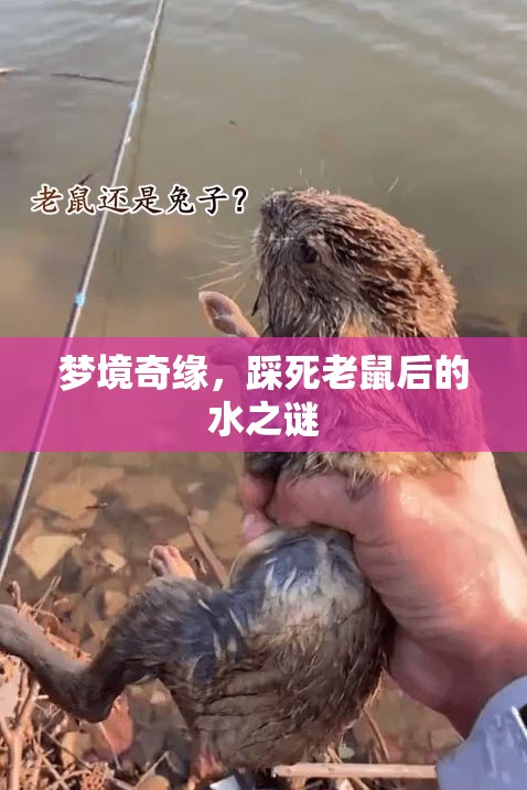 夢境奇緣，踩死老鼠后的水之謎