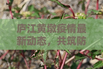 廬江黃墩疫情最新動(dòng)態(tài)，共筑防線，溫暖力量守護(hù)家園
