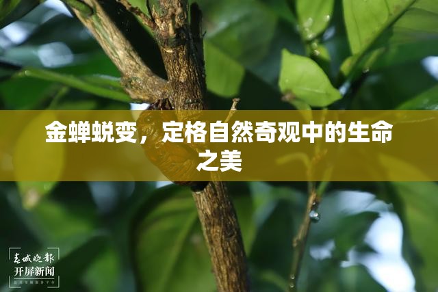 金蟬蛻變，定格自然奇觀(guān)中的生命之美