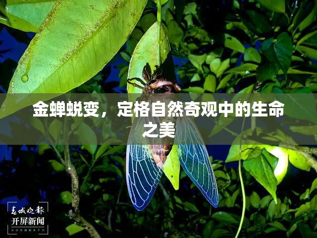 金蟬蛻變，定格自然奇觀(guān)中的生命之美