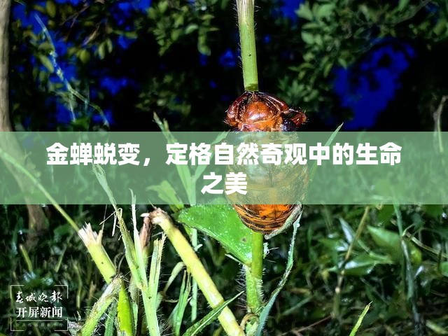 金蟬蛻變，定格自然奇觀(guān)中的生命之美