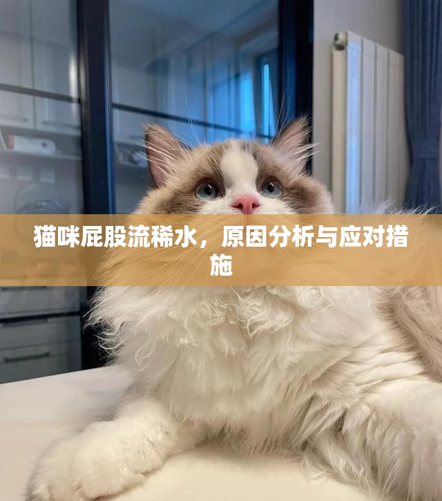 貓咪屁股流稀水，原因分析與應(yīng)對措施