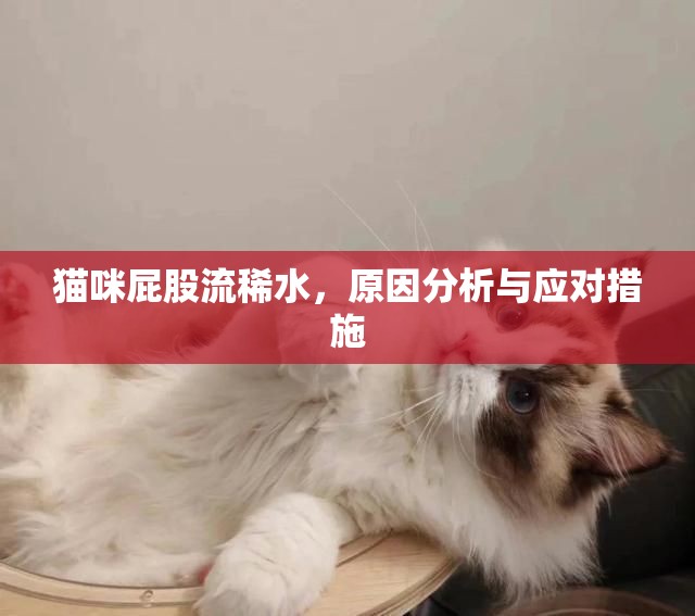 貓咪屁股流稀水，原因分析與應(yīng)對措施