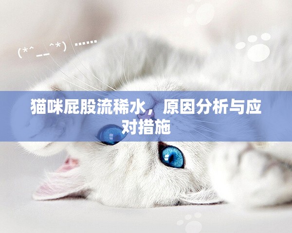 貓咪屁股流稀水，原因分析與應(yīng)對措施