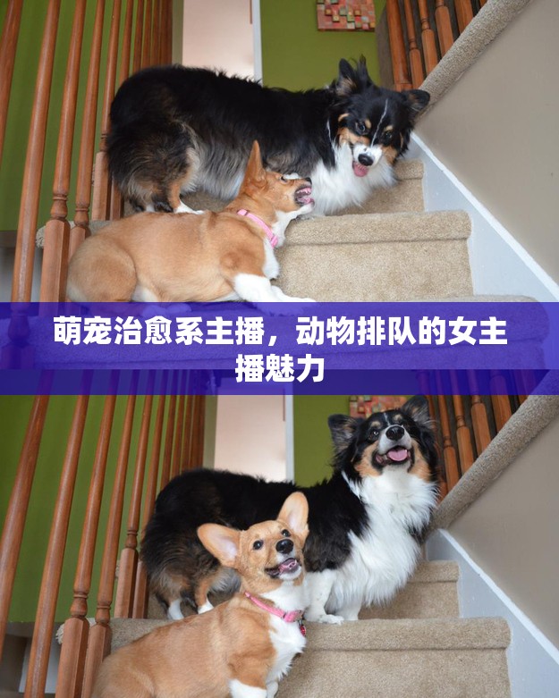 萌寵治愈系主播，動(dòng)物排隊(duì)的女主播魅力