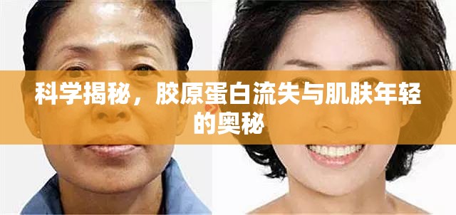 科學(xué)揭秘，膠原蛋白流失與肌膚年輕的奧秘