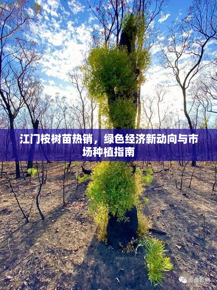 江門桉樹苗熱銷，綠色經(jīng)濟新動向與市場種植指南
