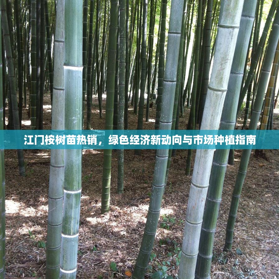 江門桉樹苗熱銷，綠色經(jīng)濟新動向與市場種植指南