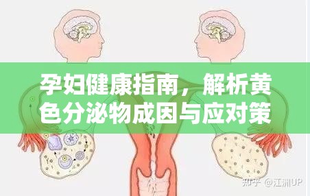 孕婦健康指南，解析黃色分泌物成因與應(yīng)對策略