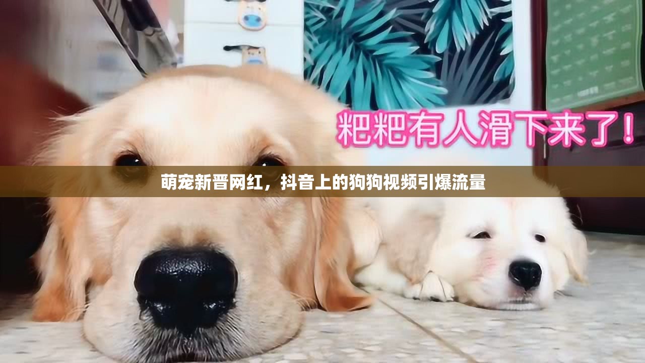 萌寵新晉網(wǎng)紅，抖音上的狗狗視頻引爆流量