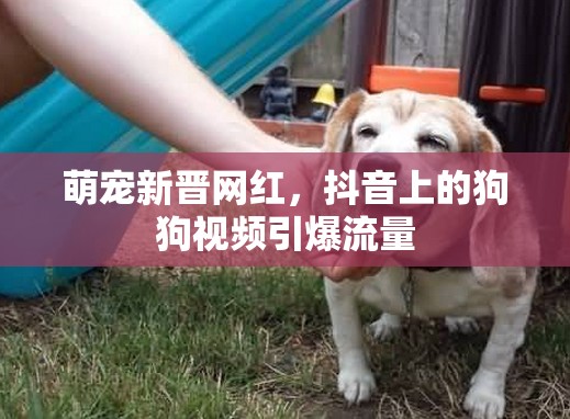 萌寵新晉網(wǎng)紅，抖音上的狗狗視頻引爆流量