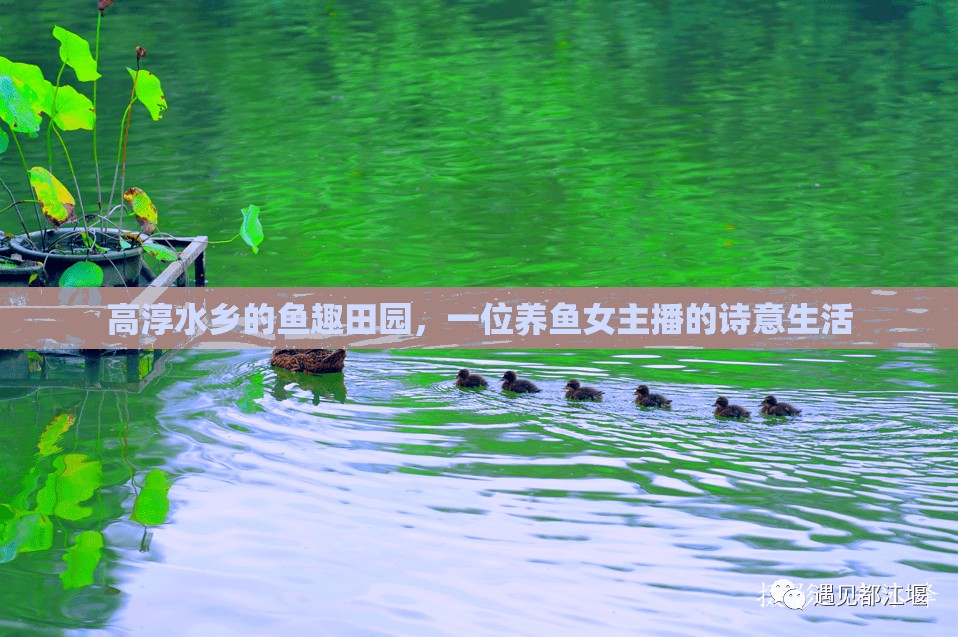 高淳水鄉(xiāng)的魚趣田園，一位養(yǎng)魚女主播的詩意生活